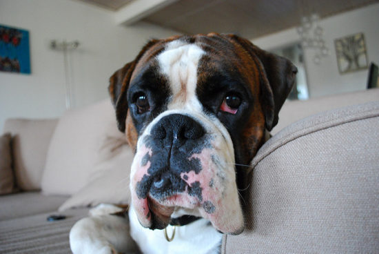 5 Signs Your Boxer Is Stressed - iHeartDogs.com