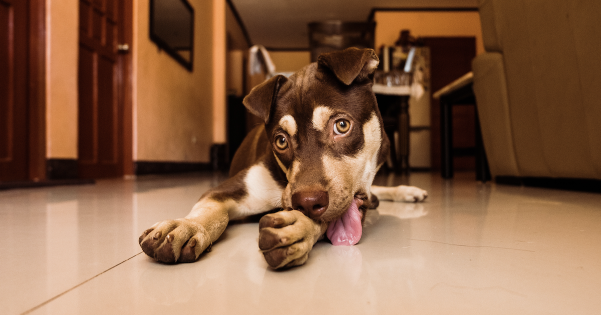 Ask A Dog Trainer: How Do I Get My Dog To Stop Licking Everything?