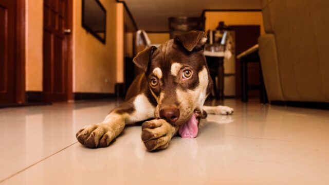 Dog licking floor