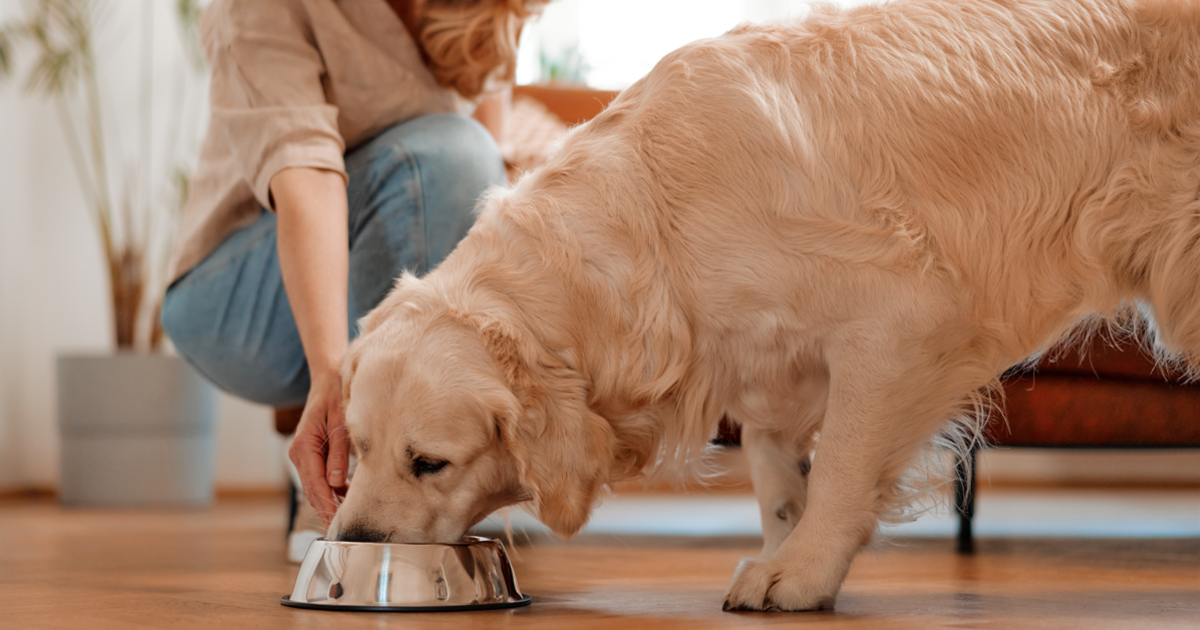 Signs You're Feeding Your Dog the Wrong Food