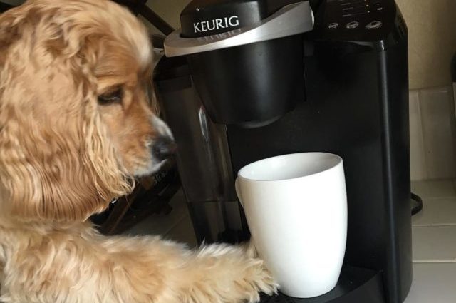 Cocker Spaniel dog drinking coffee with dangerous caffeine