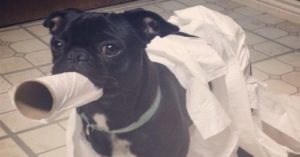 Black pug covered in toilet paper and carrying a toilet paper roll