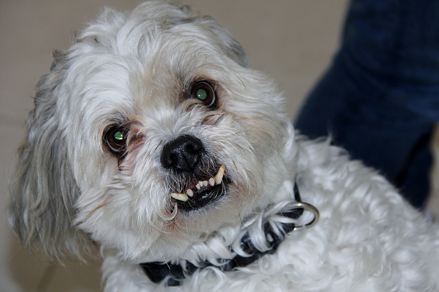Is Your Dog’s Breed Predisposed To Dental Disease?