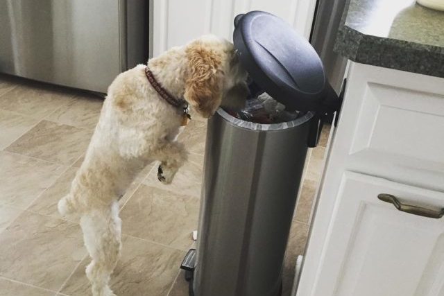Poodle dog getting into garbage bin and eating trash