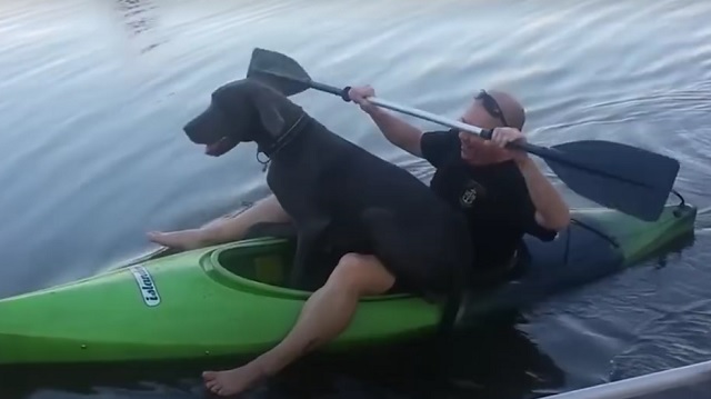 Giant Dog Is Determined To Squeeze Into The Little Kayak With His Dog Dad