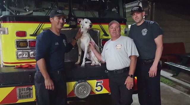 Lost Dog Wanders Into A Fire Station And Lands Himself A Temporary Job