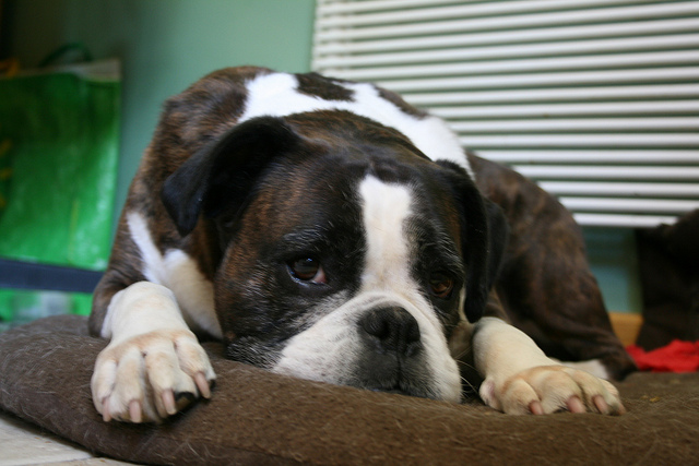 5 Signs Your Boxer Is Bored & What To Do About It - iHeartDogs