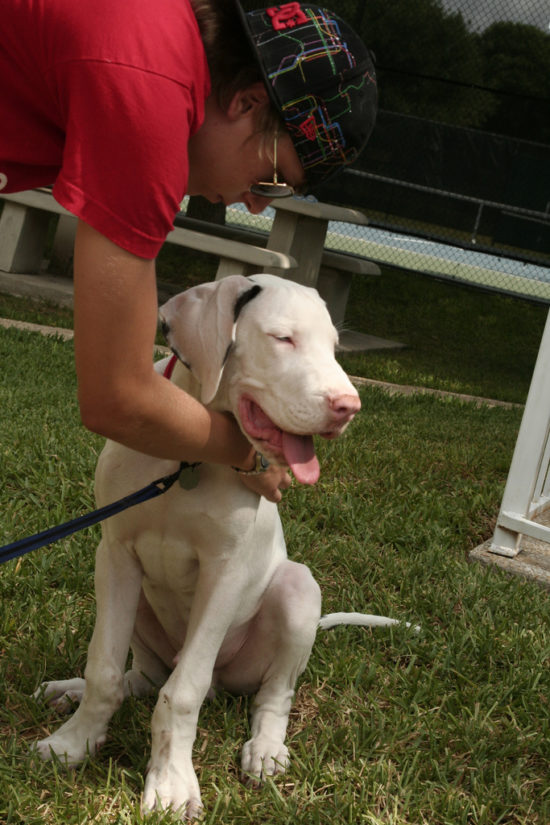 How To Teach Your Great Dane To Stop Jumping On People