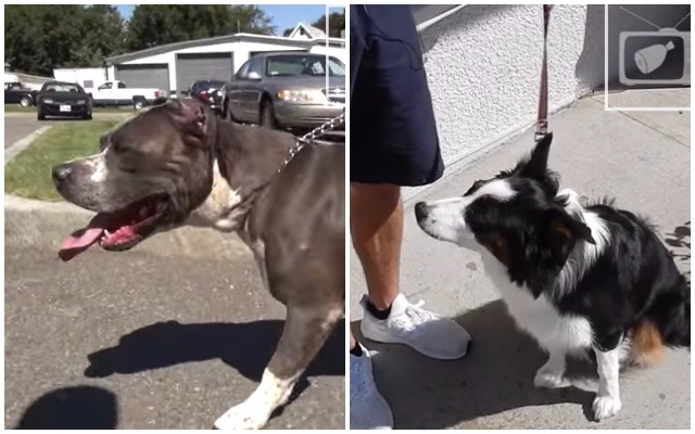 Man Performs Social Experiment To Show How People React To “Vicious” Dog Breed
