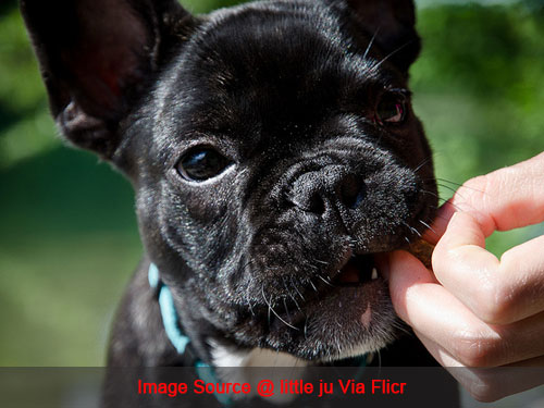 3 Simple Ways To Keep Your French Bulldog's Teeth Clean