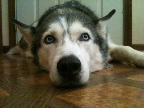 5 Signs Your Husky Is Stressed