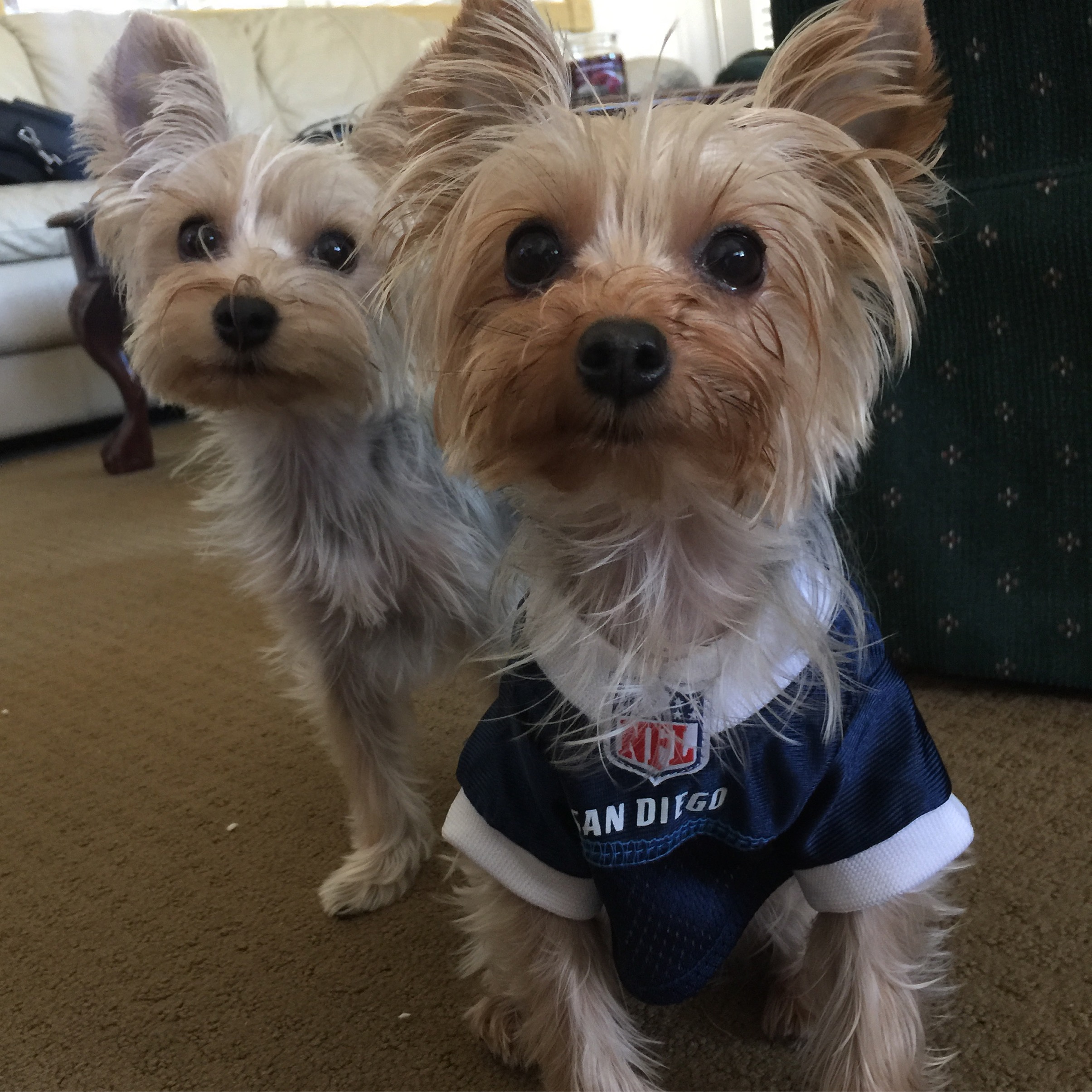 san diego chargers dog jersey