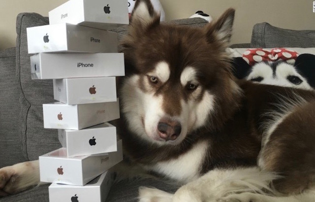 This Dog Got Eight iPhone 7s When Most People Can’t Even Get One