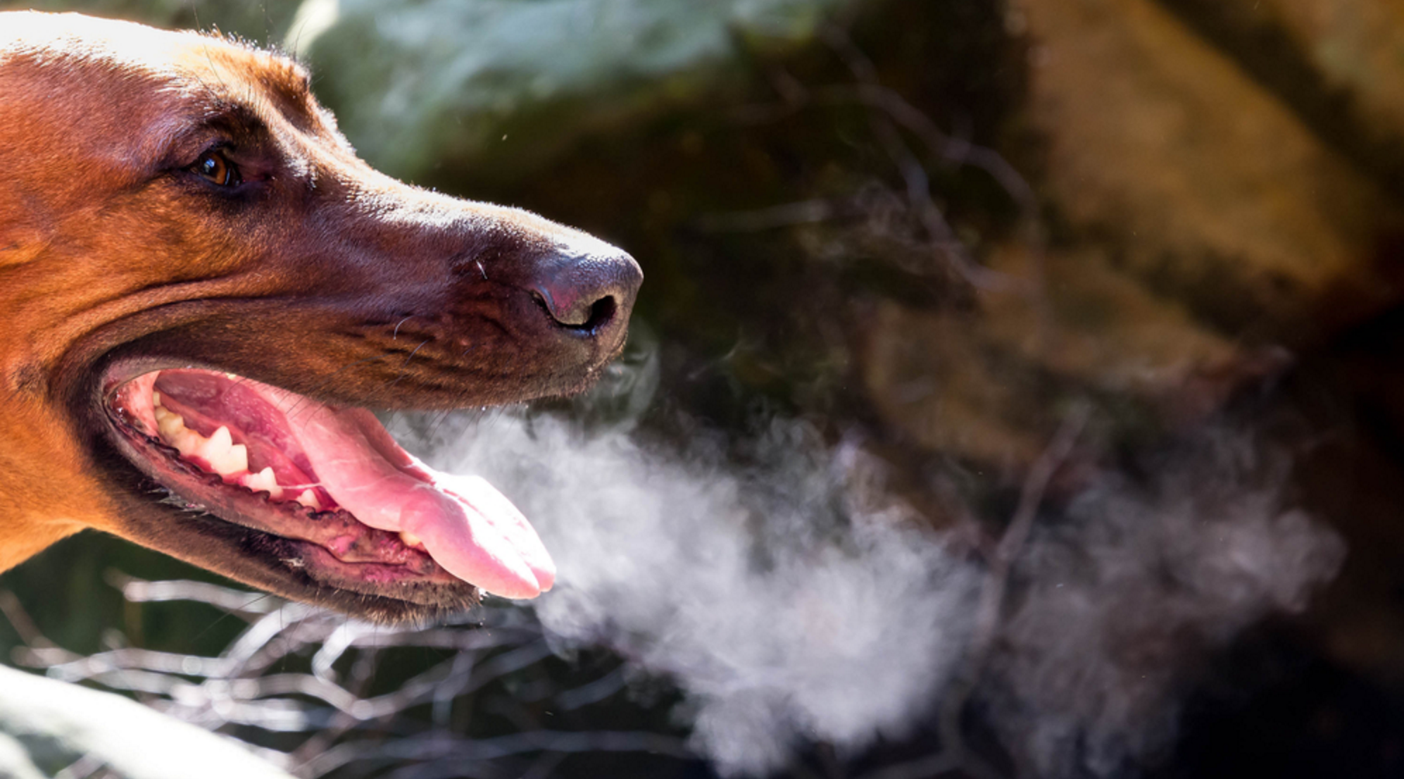 The Scary Truth About Your Dog’s Bad Breath