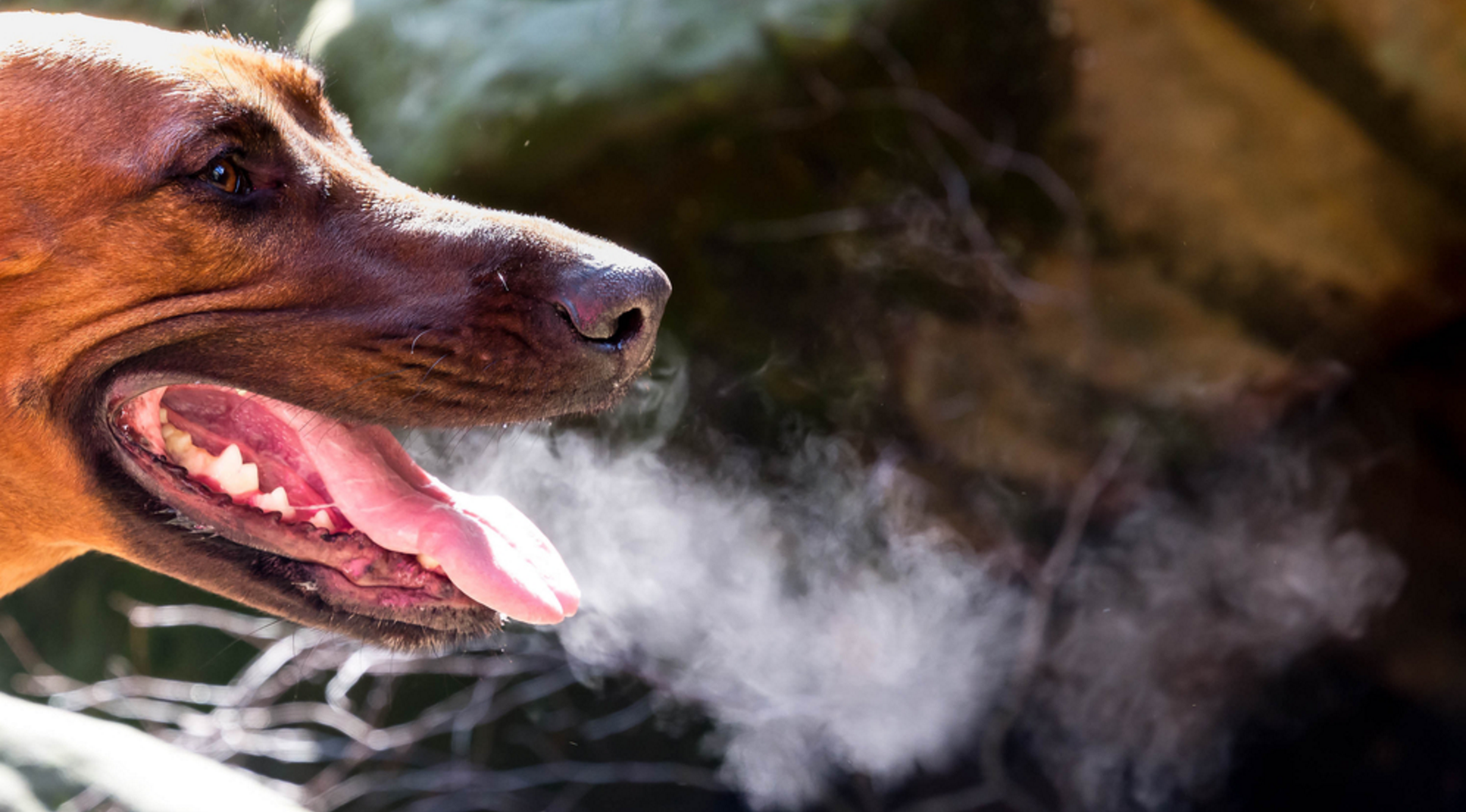 The Scary Truth About Your Dog s Bad Breath IHeartDogs