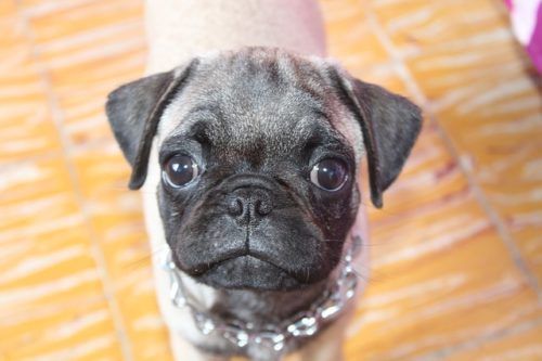 Ask A Vet: Why Does My Dog Pee When She's Excited?