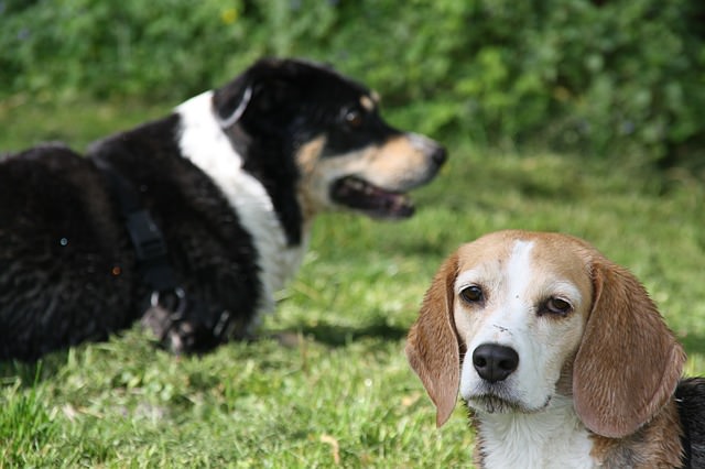 Ask a Dog Trainer: How Do I Stop The Sibling Rivalry Between My Dogs?