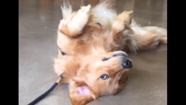 Stubborn Dog “Plays Dead” Because He Doesn’t Want To Leave The Pet Store