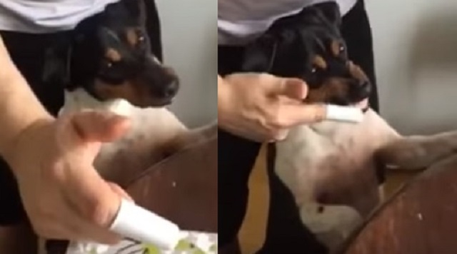 This Dog Is Very Cooperative When His Human Is Brushing His Teeth!