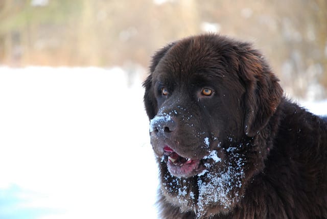 11 Dog Breeds That Were Made For Winter Weather