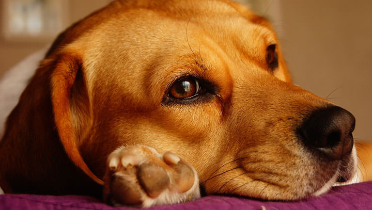 This Disease Affects 80% of Beagles. Is Your Pup Silently Suffering?