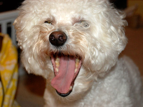 3 Simple Ways To Keep Your Bichon Frise’s Teeth Clean