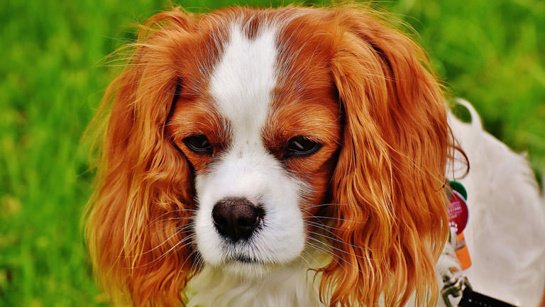 This Disease Affects 80% of Cavaliers. Is Your Pup Silently Suffering?
