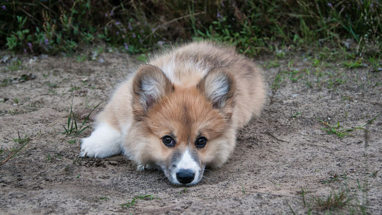 This Disease Affects 80% of Corgis. Is Your Pup Silently Suffering?