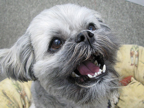 3 Simple Ways To Keep Your Lhasa Apso’s Teeth Clean