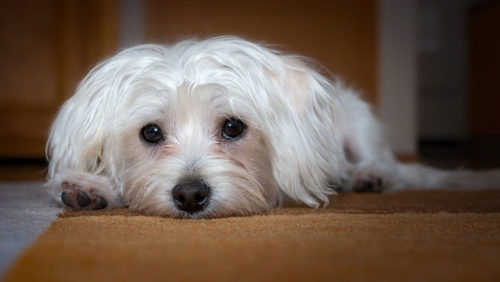 This Disease Affects 80% of Malteses. Is Your Pup Silently Suffering?