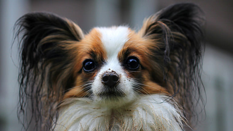 This Disease Affects 80% of Papillons. Is Your Pup Silently Suffering?