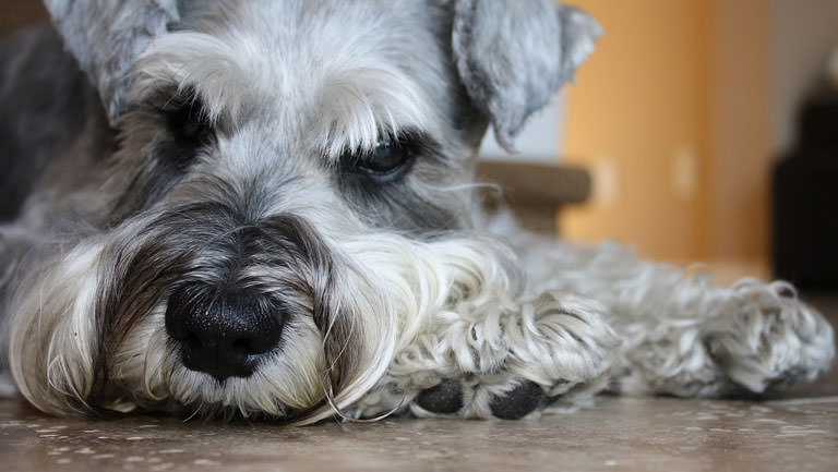 This Disease Affects 80% of Schnauzers. Is Your Pup Silently Suffering?