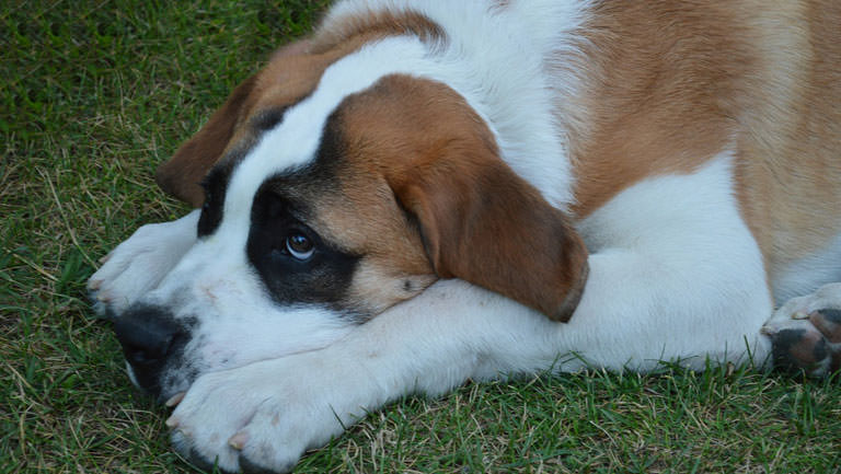 This Disease Affects 80% of St. Bernards. Is Your Pup Silently Suffering?