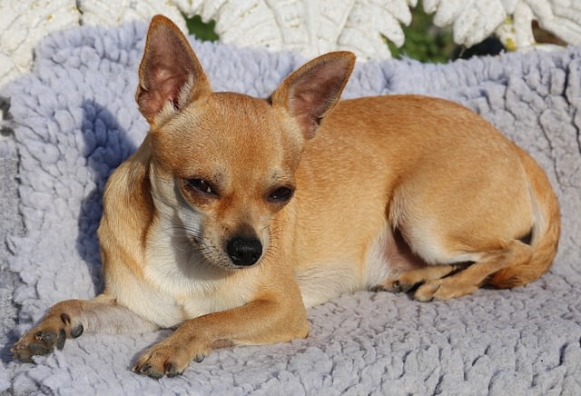 3 Signs Your Chihuahua Needs More Exercise