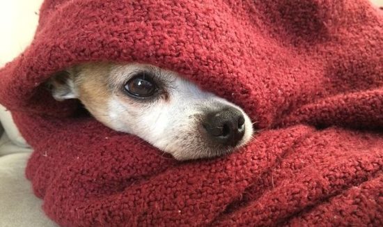 Ask A Vet: Why Does My Dog Like To Sleep Under The Covers? - iHeartDogs.com