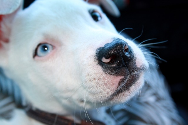 3 Things Your Pit Bull Loves More Than Anything