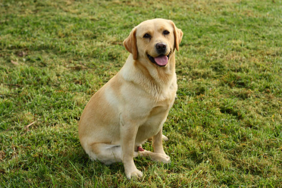 How To Teach Your Lab To Sit