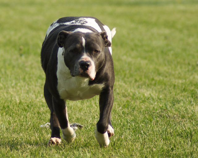 3 Tips To Teach Your Pit Bull To Come When Called