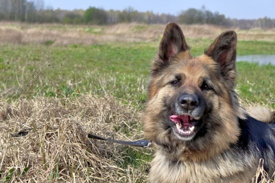 This Genetic Condition Could Affect Your German Shepherd's Beautiful Eyes