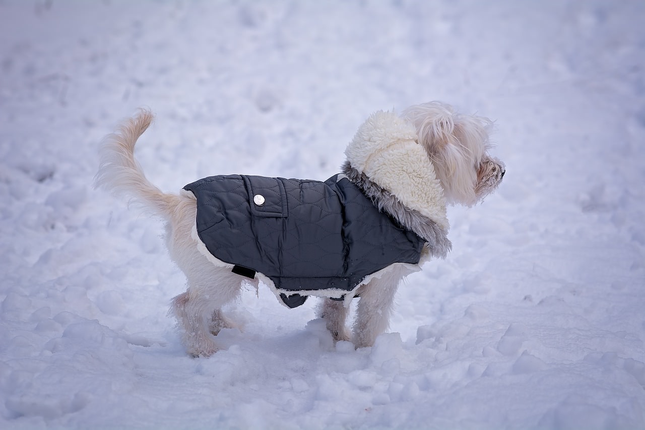 Ask A Vet Should My Dog Wear A Coat In Winter?