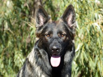 This Genetic Condition Could Affect Your German Shepherd's Beautiful Eyes