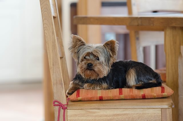 5 Signs Your Yorkie Is Stressed