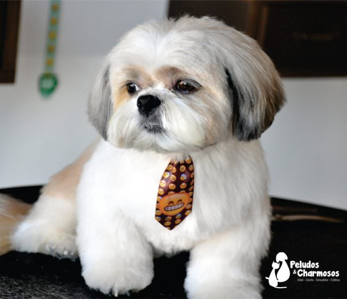 Ask A Groomer What's A Puppy Cut?