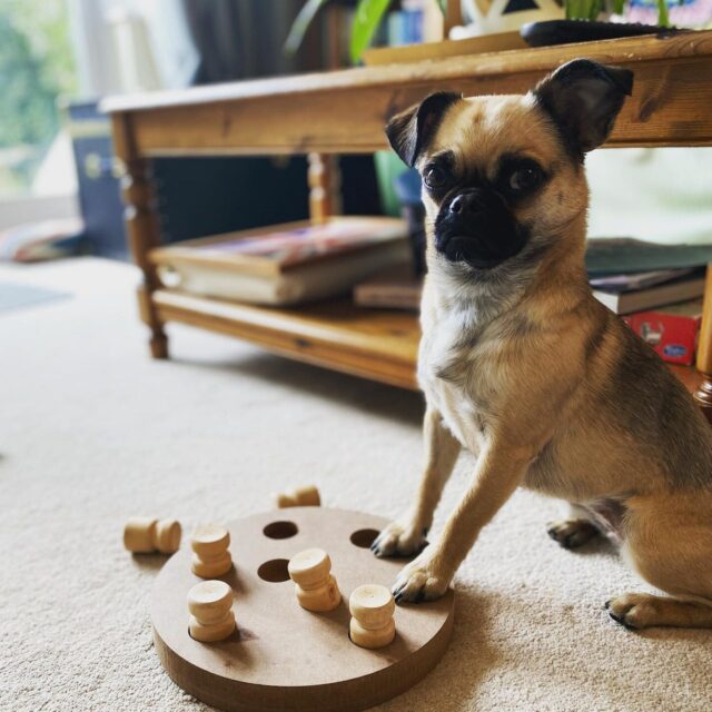 8 Reasons Why Your Dog Should Try An Interactive Puzzle Toy
