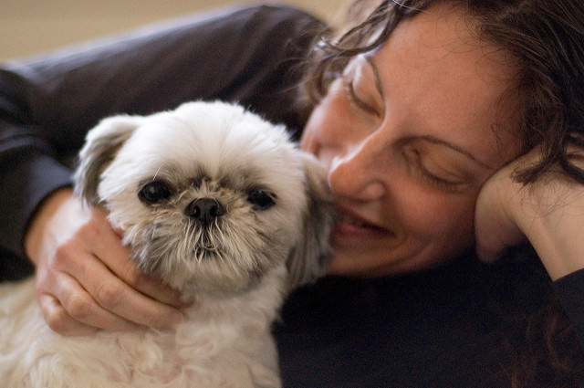 3 Great Ways To Strengthen Your Bond With Your Shih Tzu