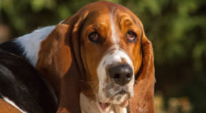 PetWireDaily — Improve Your Basset Hound’s Skin & Coat With This One Simple Hack