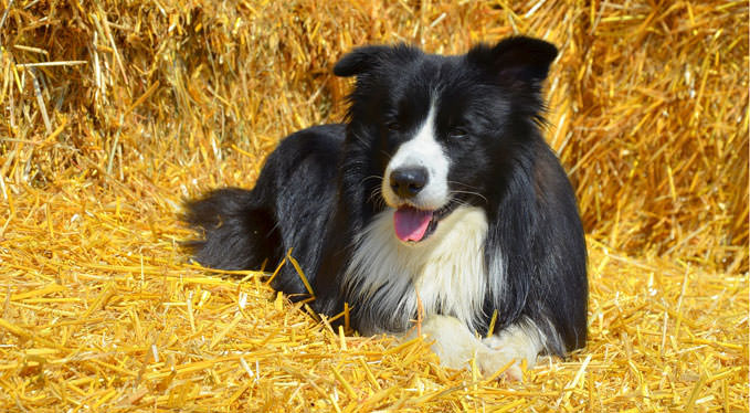 Improve Your Border Collie’s Skin & Coat With This One Simple Hack