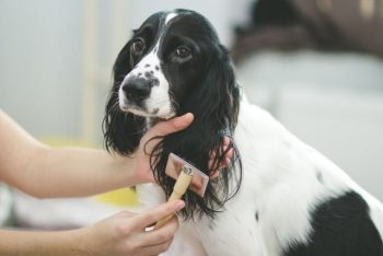 Brushing dog ear