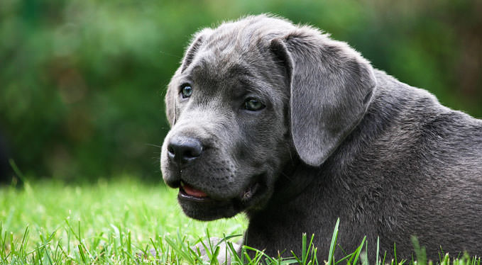 Improve Your Cane Corso’s Skin & Coat With This One Simple Hack