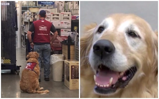 Store Hires Veteran Along With His Senior Service Dog